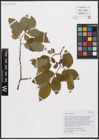 Foto von Salix caprea L.